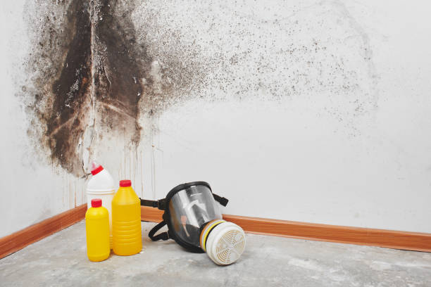 Best Mold Remediation Experts  in Litchfield, MN