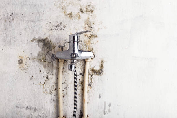 Litchfield, MN Mold Removal Company