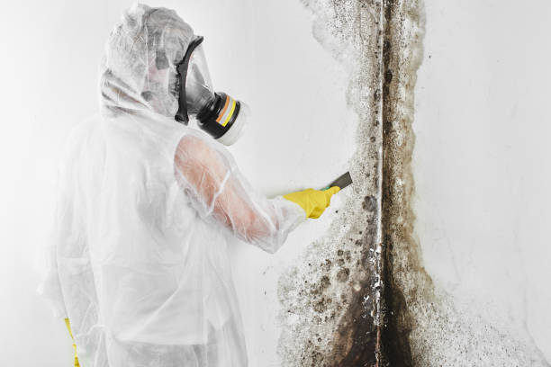 Best Mold Damage Repair  in Litchfield, MN