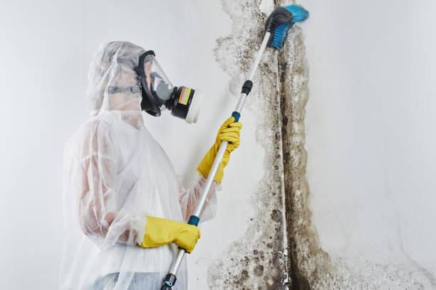 Home Mold Removal in Litchfield, MN