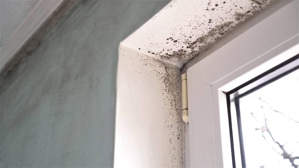 Best Local Mold Removal Service  in Litchfield, MN