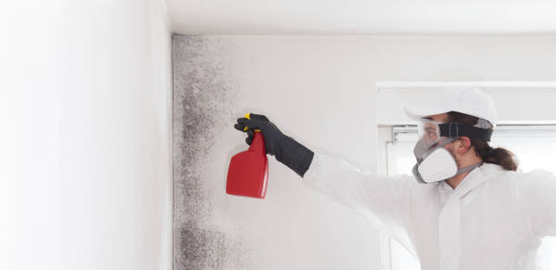 Best Residential Mold Removal  in Litchfield, MN