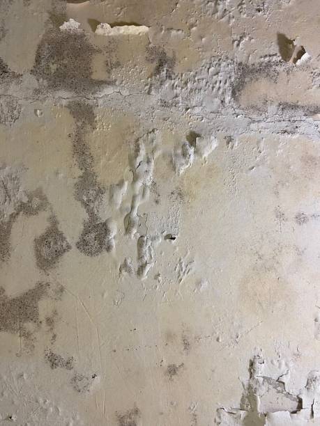 Best Office Mold Removal Services  in Litchfield, MN