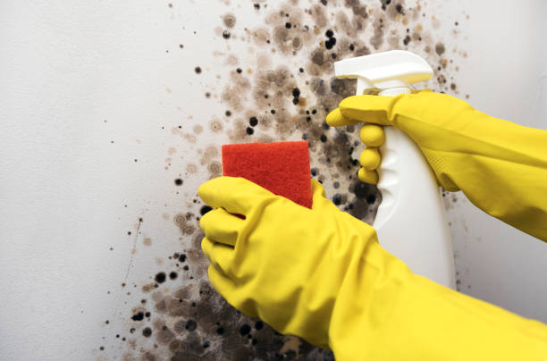 Best Crawl Space Mold Removal  in Litchfield, MN