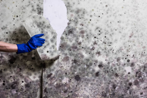 Best Mold Testing  in Litchfield, MN