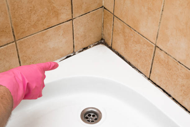 Best Black Mold Removal  in Litchfield, MN
